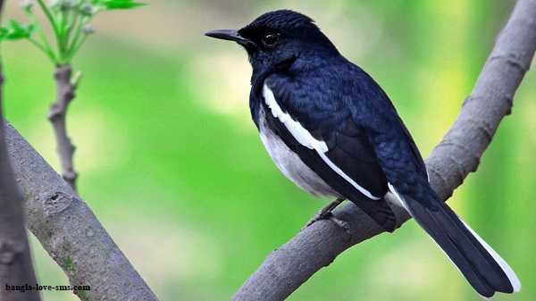 Birds beauty of bangladesh
