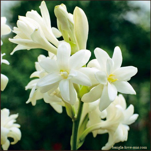 রজনীগন্ধা ফুলের ছবি