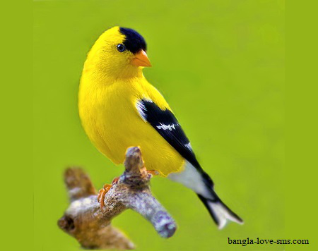 পাখি ১