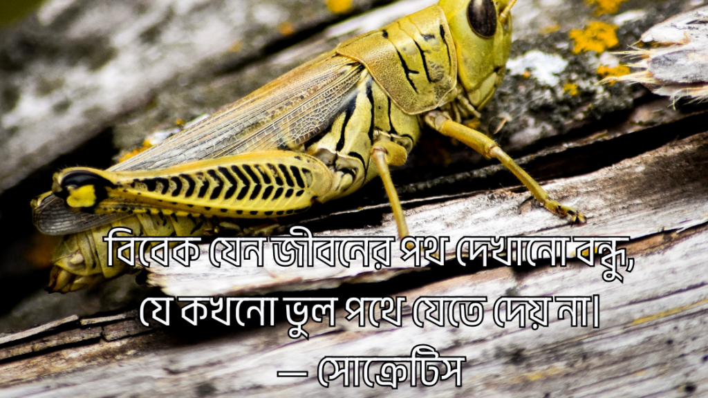 bibek niye ukti