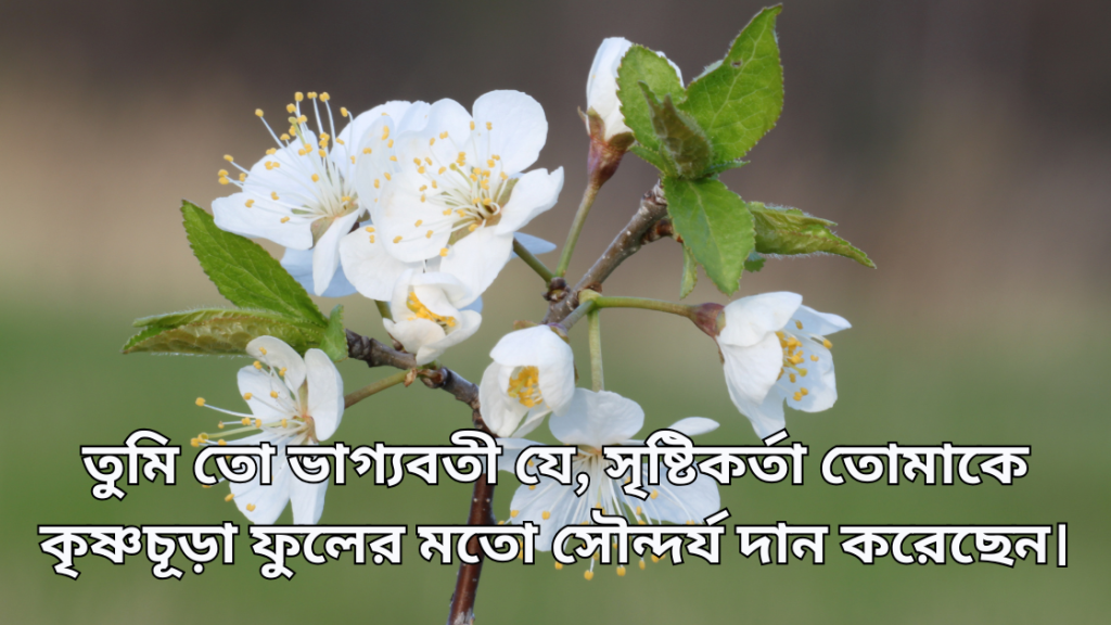 krishnochura-ful-niye-caption