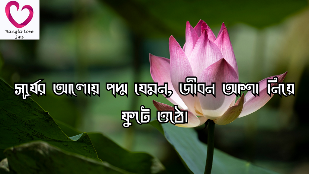 পদ্ম ফুল নিয়ে ক্যাপশন