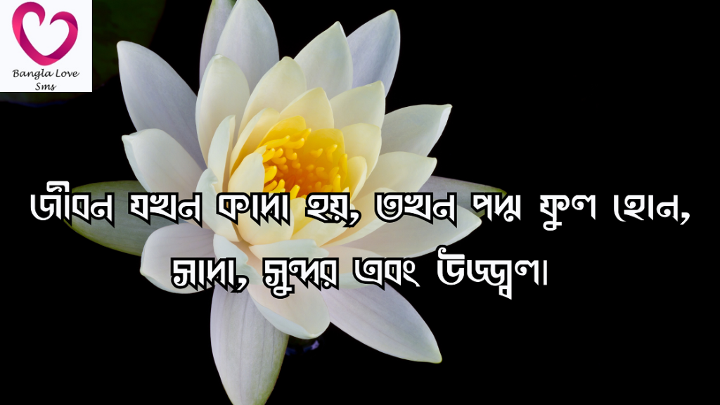 পদ্ম ফুল নিয়ে ক্যাপশন