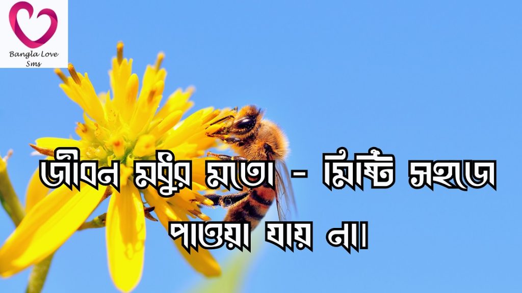 মৌমাছি নিয়ে উক্তি