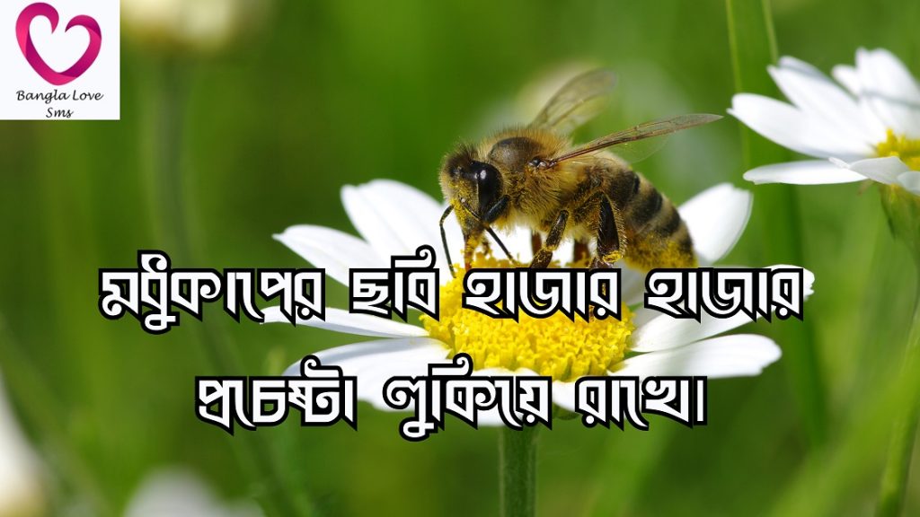 মৌমাছি নিয়ে উক্তি