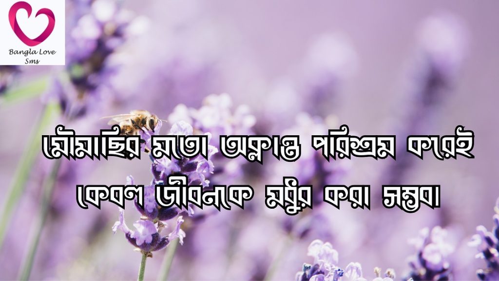 মৌমাছি নিয়ে উক্তি