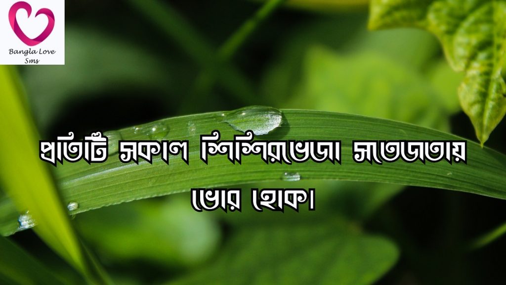 শিশির ভেজা ঘাস নিয়ে ক্যাপশন