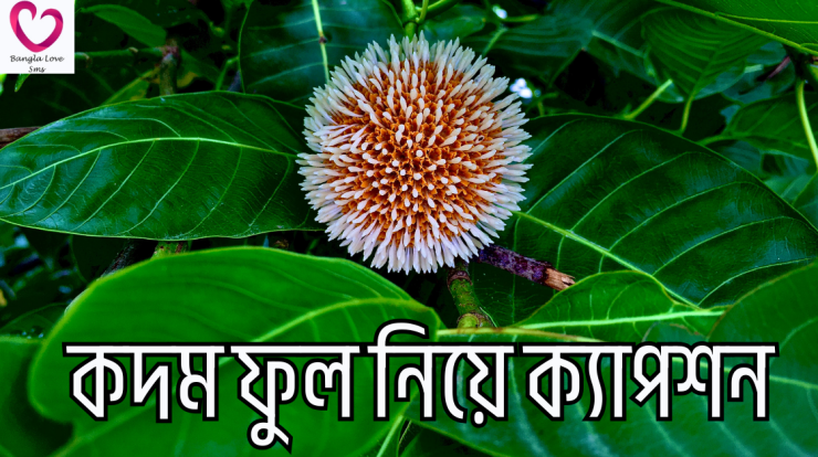 kodom ful niye caption